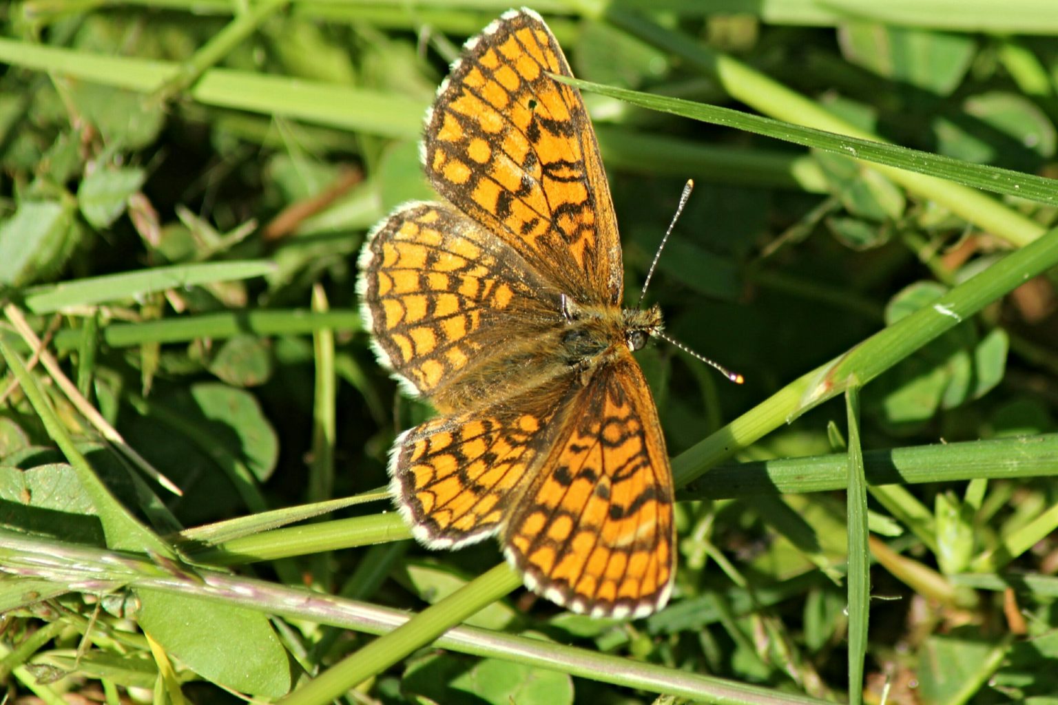 Valokuvaaja: Miia Pesu