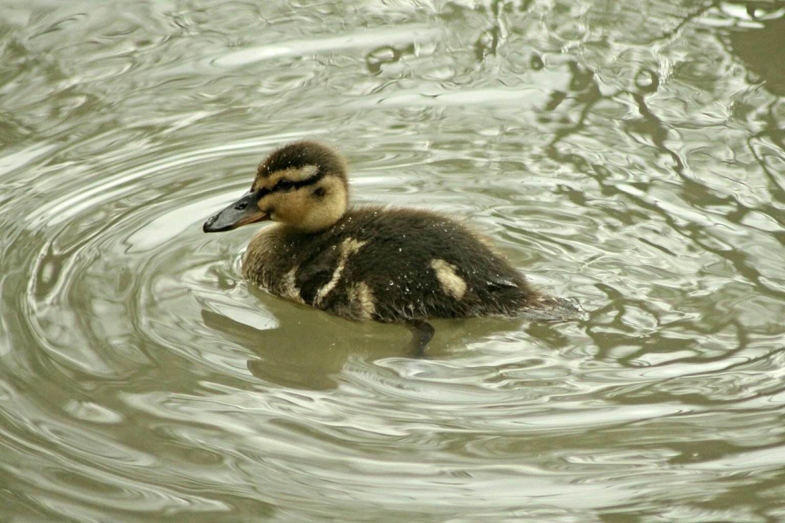 Valokuvaaja: Miia Pesu Valokuvaaja: Miia Pesu