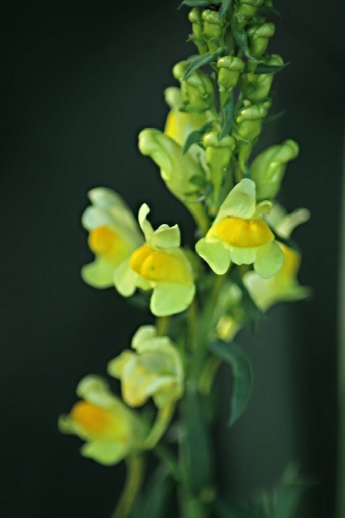 Valokuvaaja: Miia Pesu