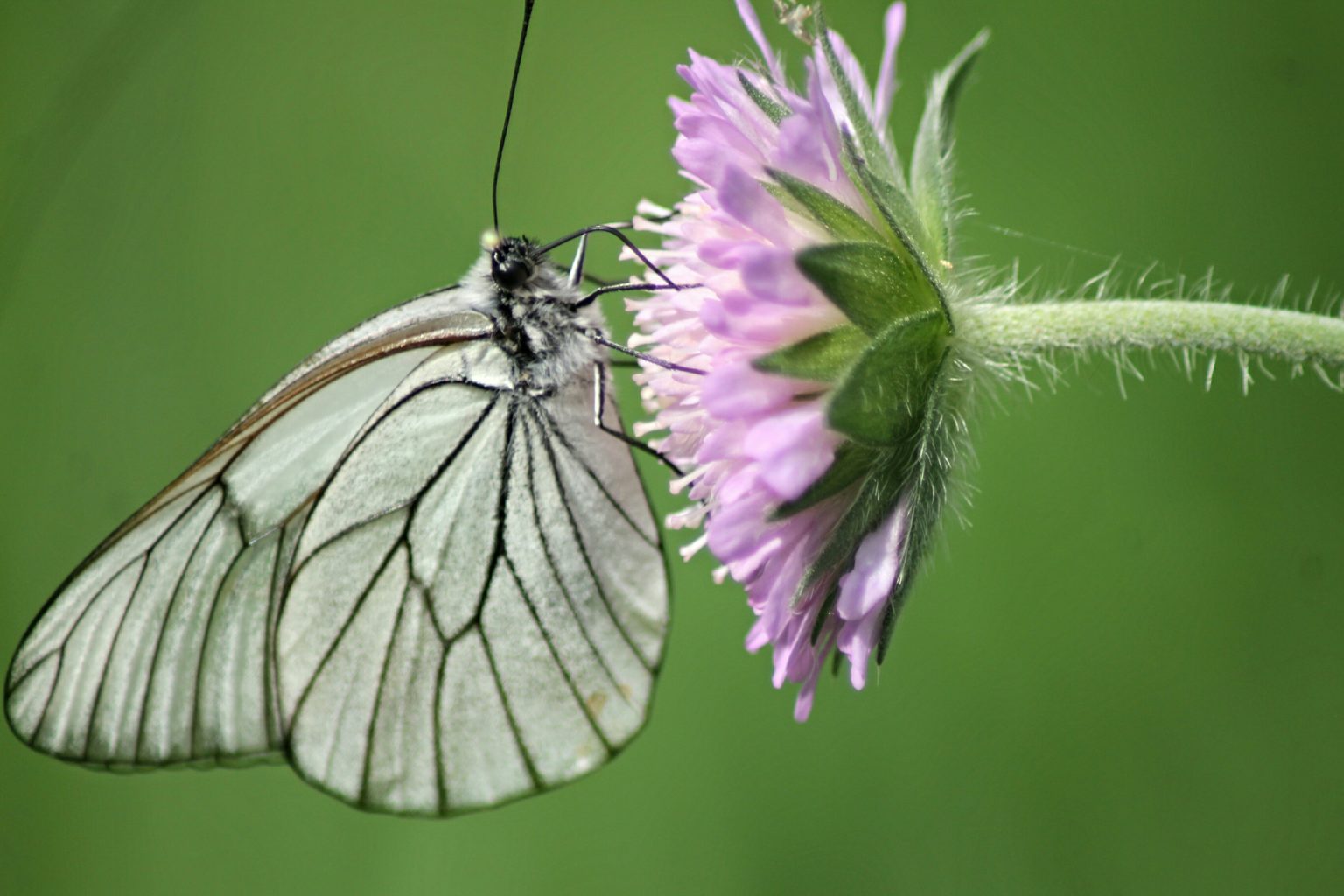 Valokuvaaja: Miia Pesu