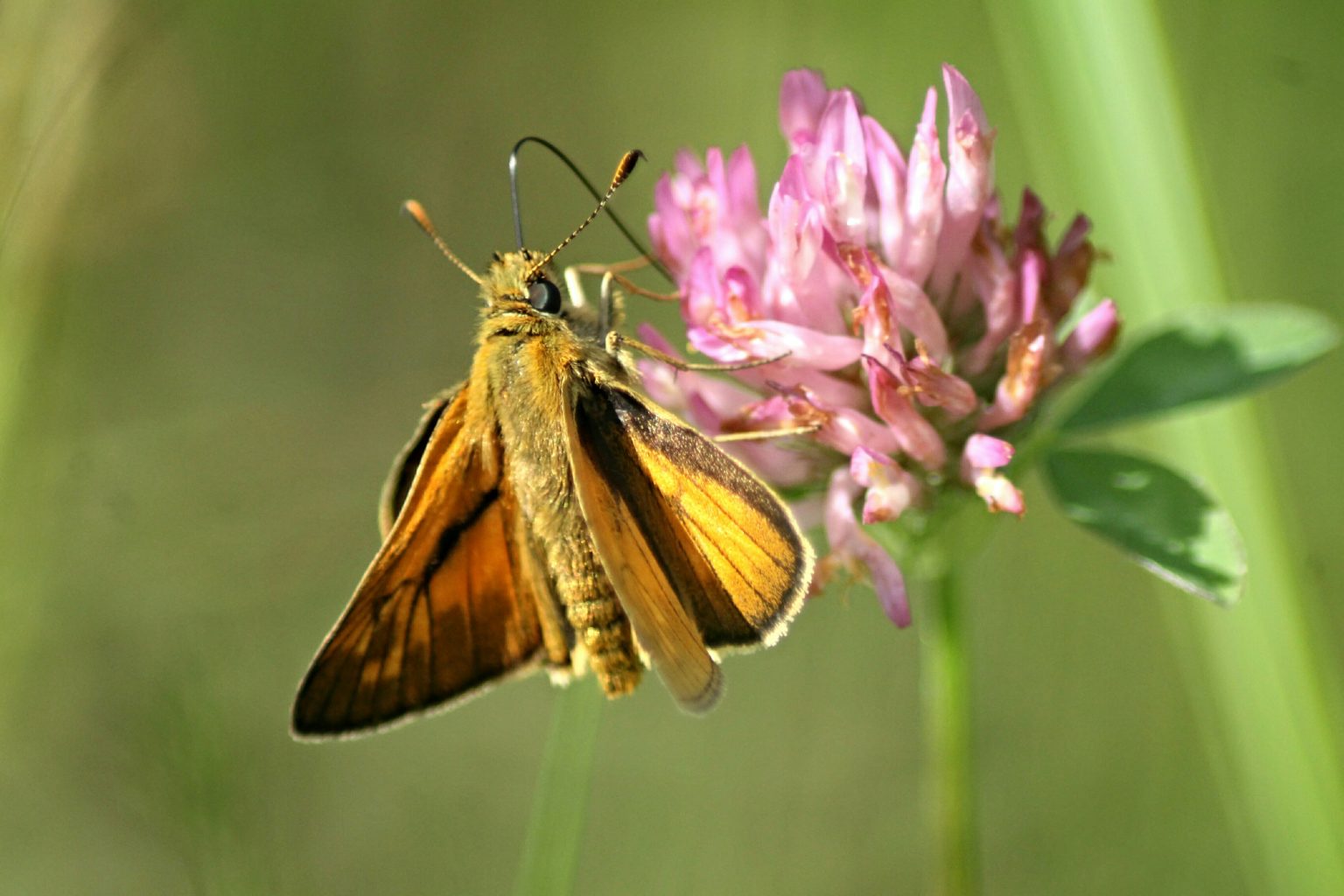 Valokuvaaja: Miia Pesu