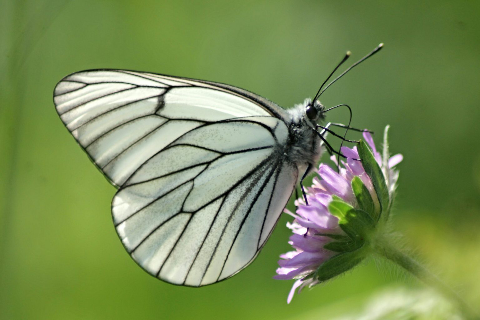 Valokuvaaja: Miia Pesu