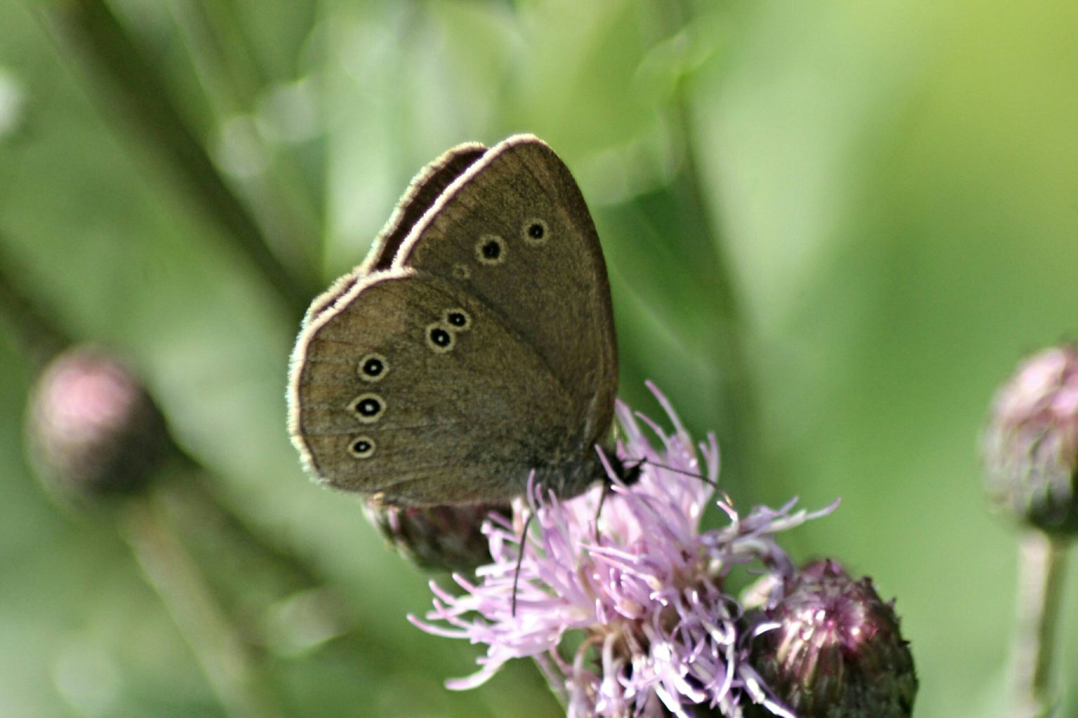 Valokuvaaja: Miia Pesu