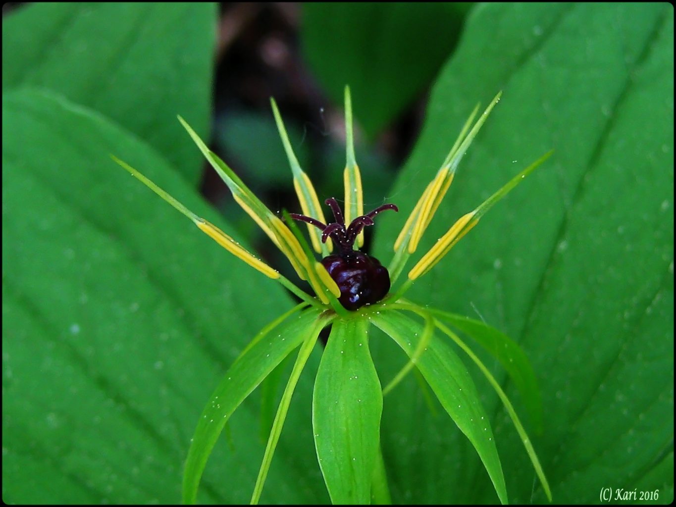 Valokuvaaja: Kari Saarinen