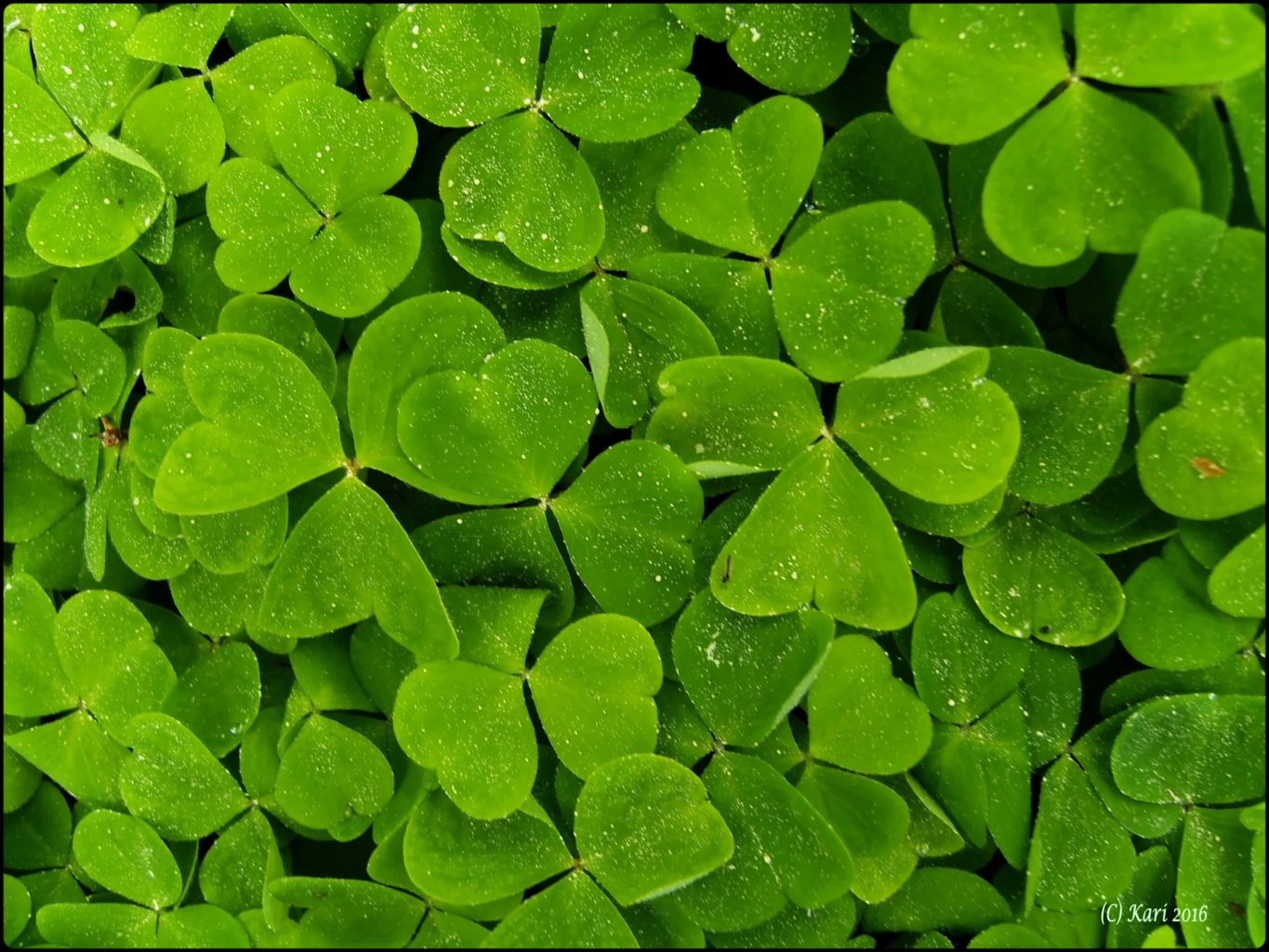 Valokuvaaja: Kari Saarinen