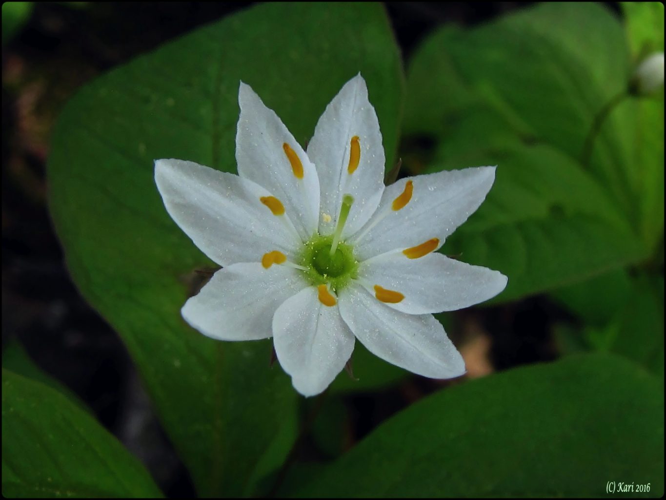 Valokuvaaja: Kari Saarinen