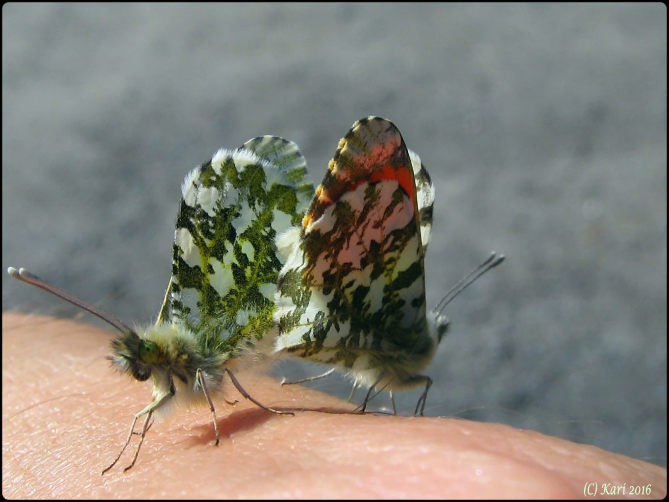 Valokuvaaja: Kari Saarinen Valokuvaaja: Kari Saarinen