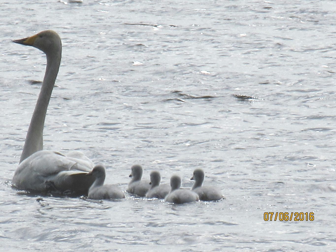 Valokuvaaja: TU Makkonen