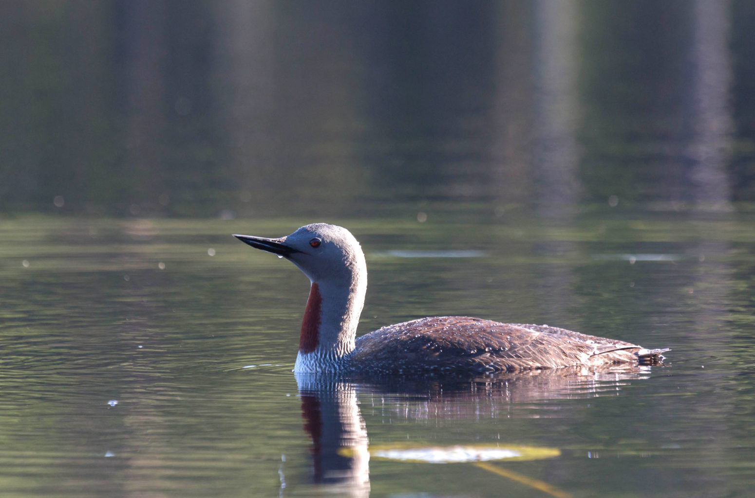 Valokuvaaja: Irma Kortekallio