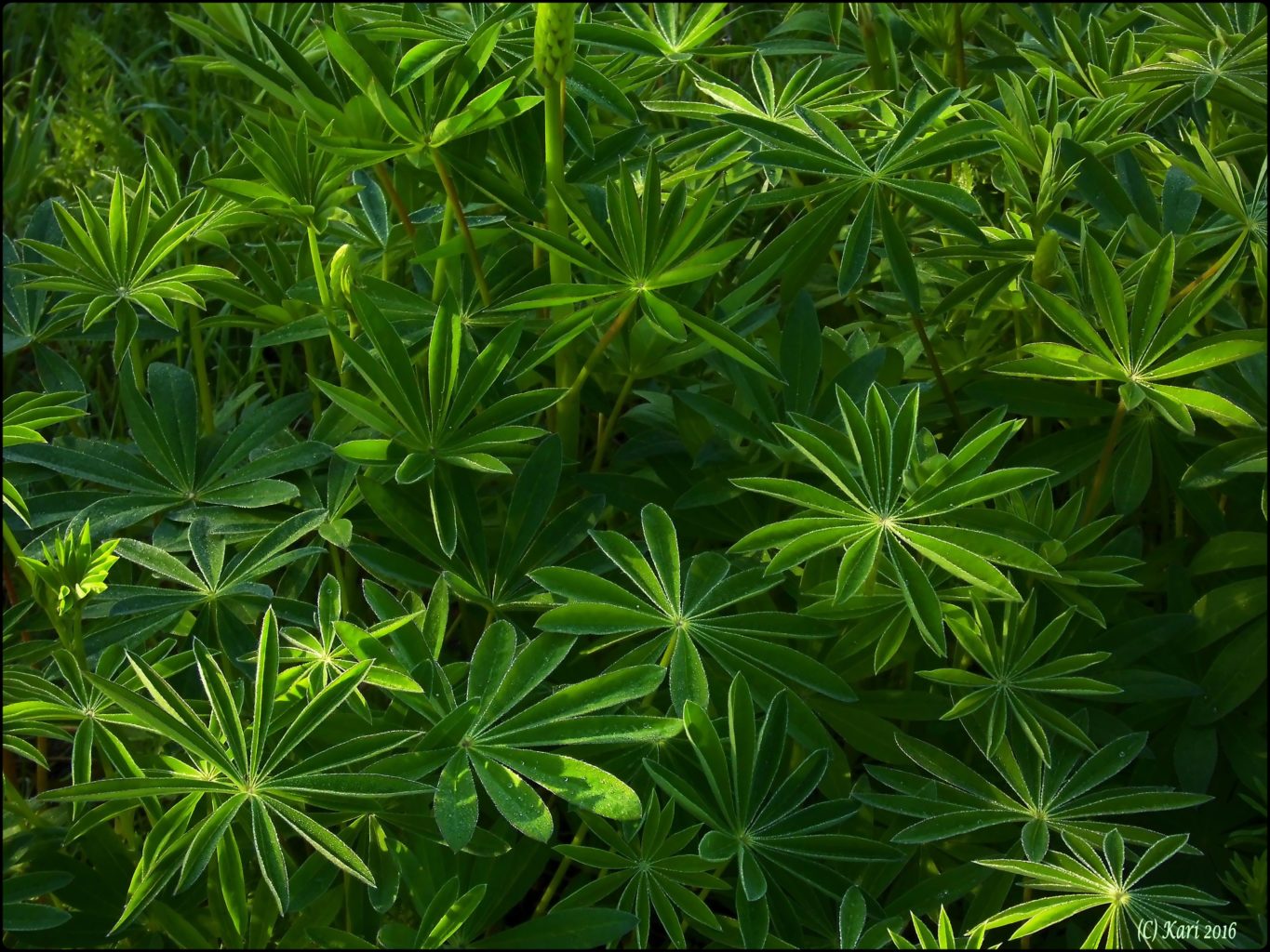 Valokuvaaja: Kari Saarinen