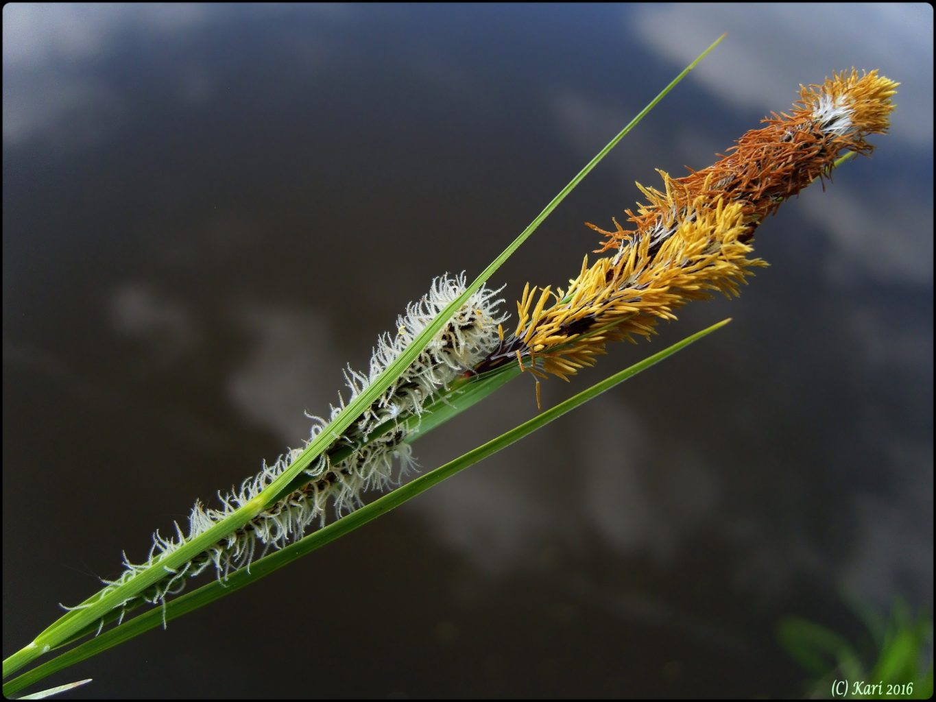Valokuvaaja: Kari Saarinen