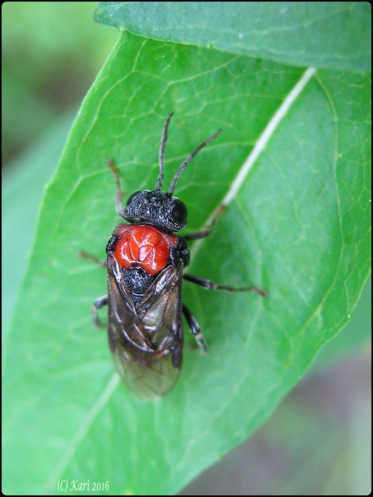 Valokuvaaja: Kari Saarinen Valokuvaaja: Kari Saarinen