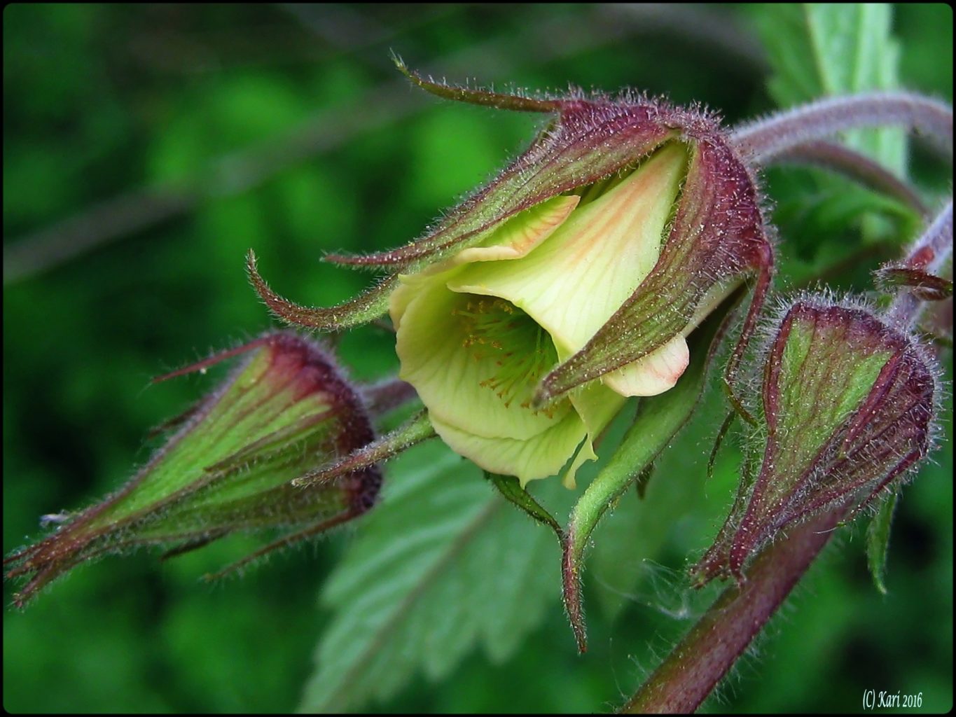 Valokuvaaja: Kari Saarinen Valokuvaaja: Kari Saarinen