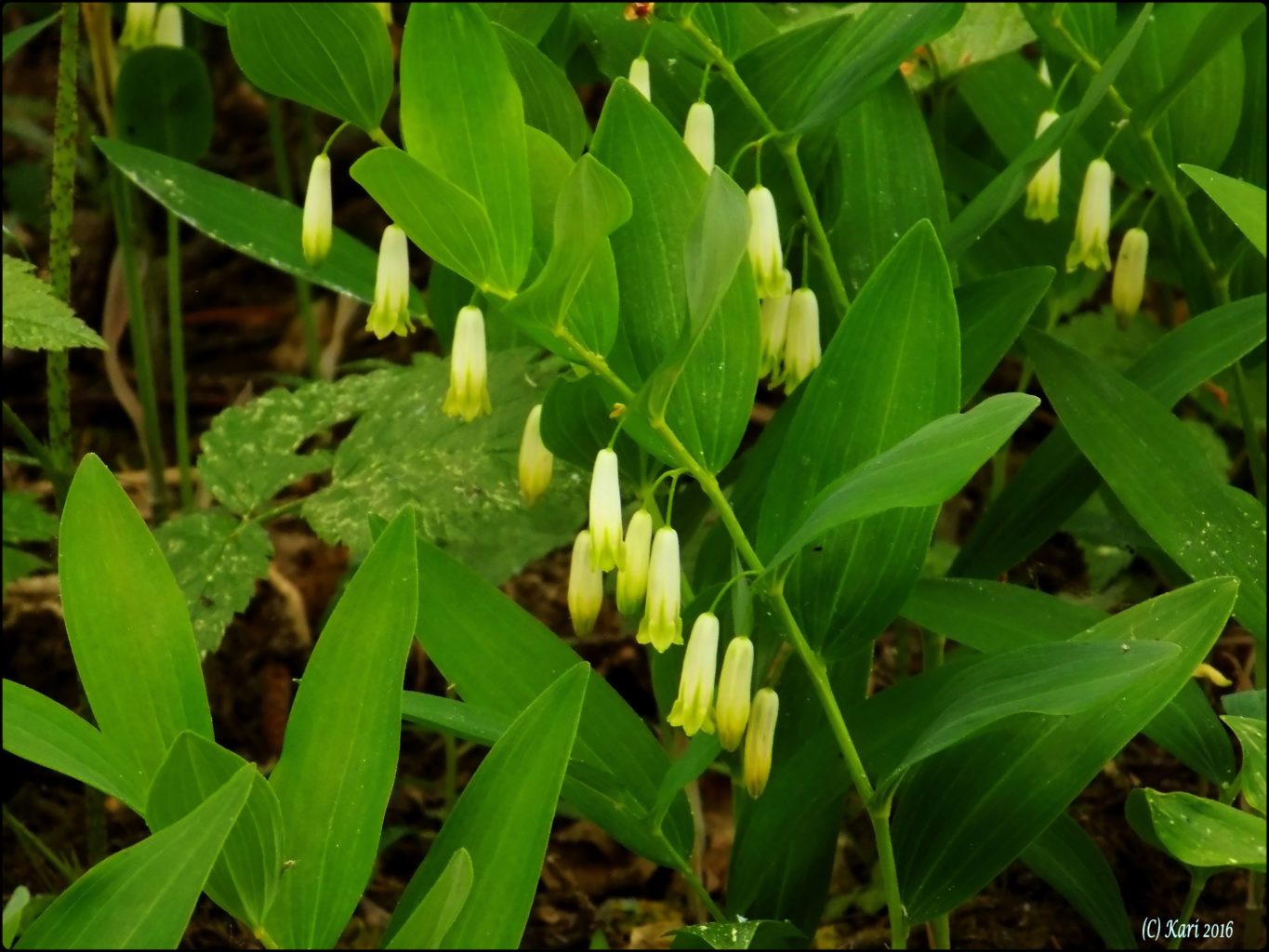 Valokuvaaja: Kari Saarinen