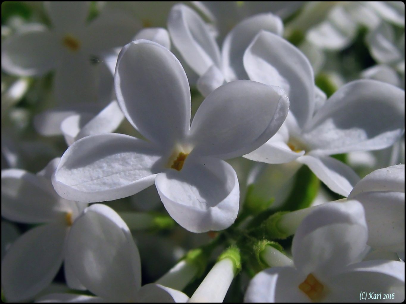 Valokuvaaja: Kari Saarinen Valokuvaaja: Kari Saarinen