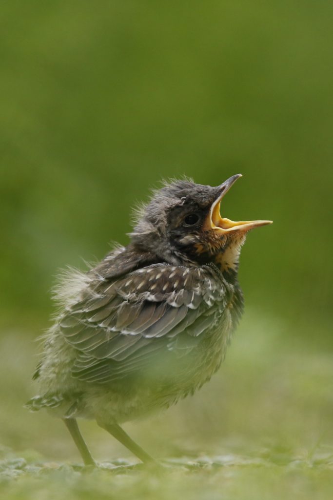 Valokuvaaja: Anne Moilanen
