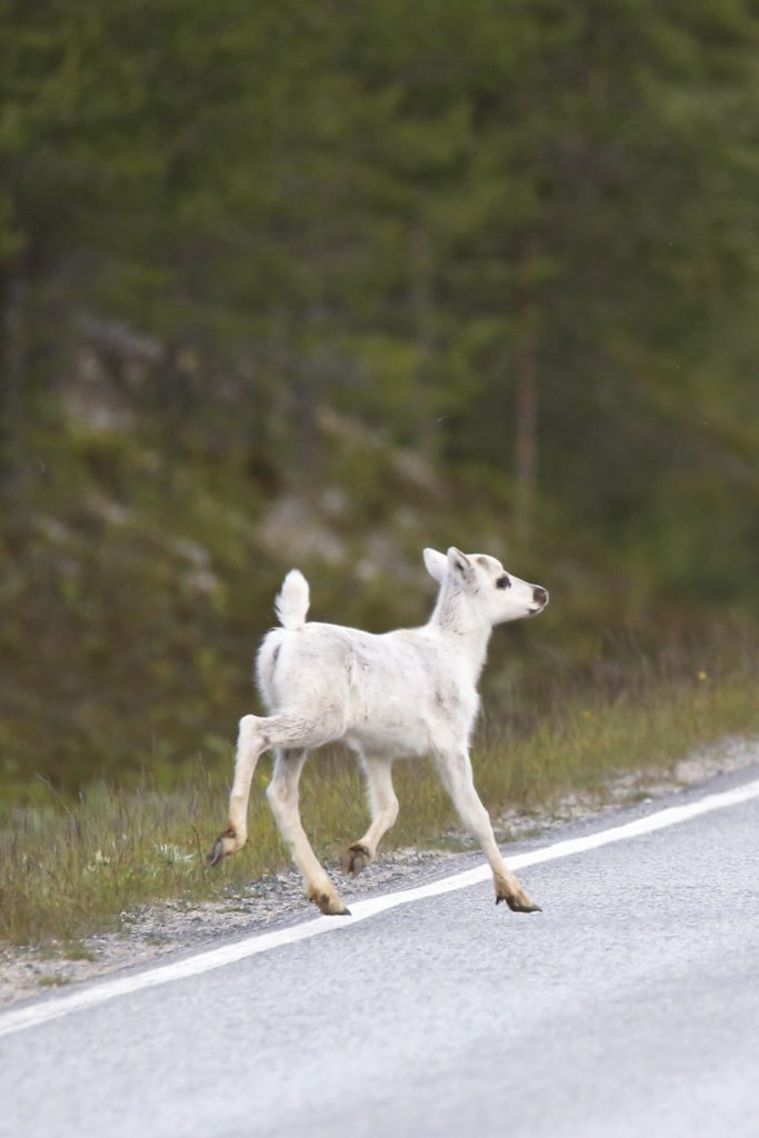 Valokuvaaja: Anne Moilanen