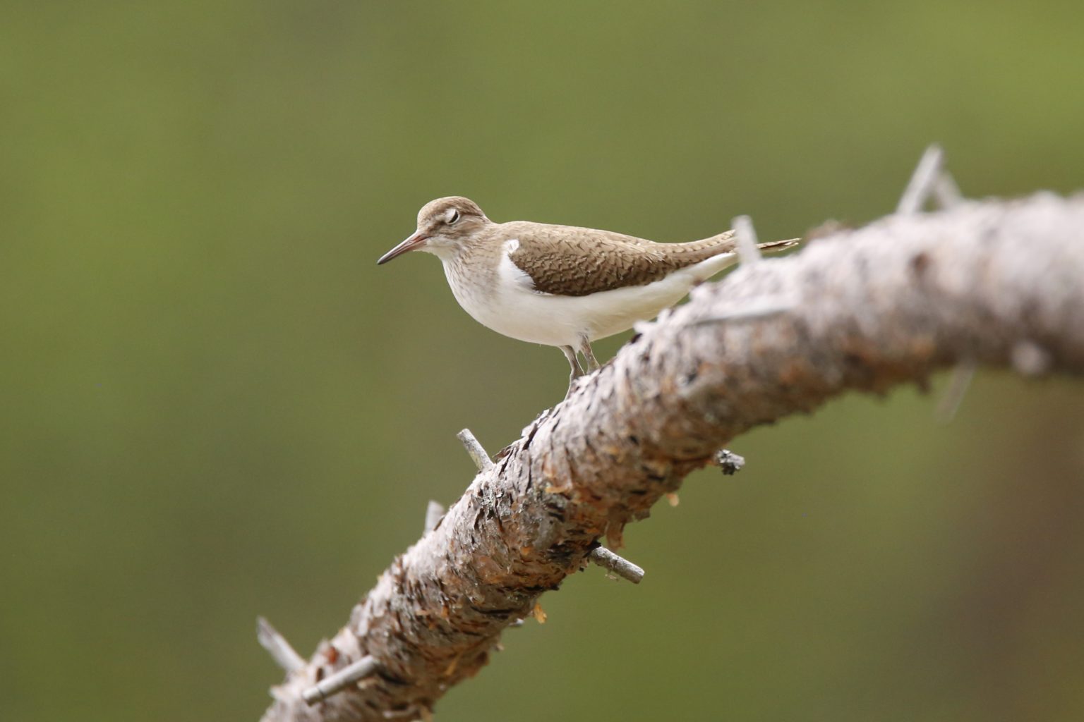Valokuvaaja: Anne Moilanen