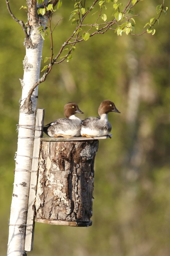 Valokuvaaja: Anne Moilanen