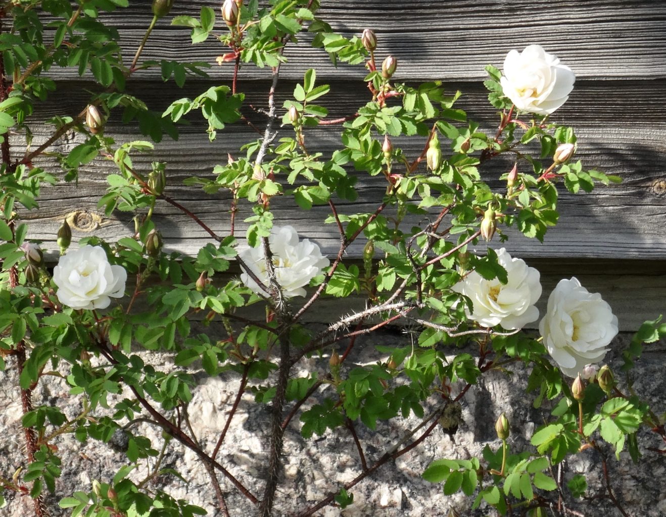 Valokuvaaja: Liisa Niiva-Korpela