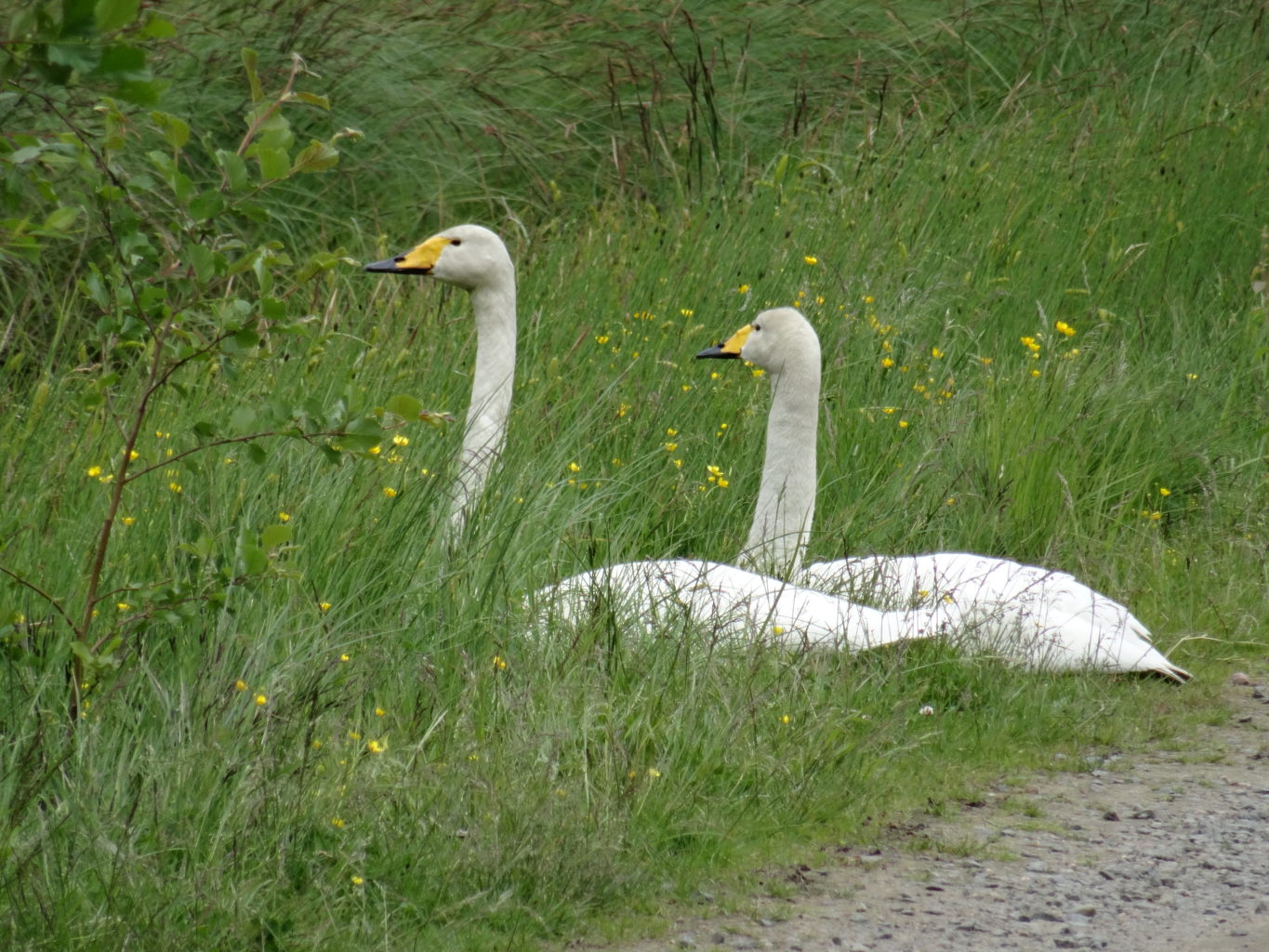 Valokuvaaja: Liisa Niiva-Korpela