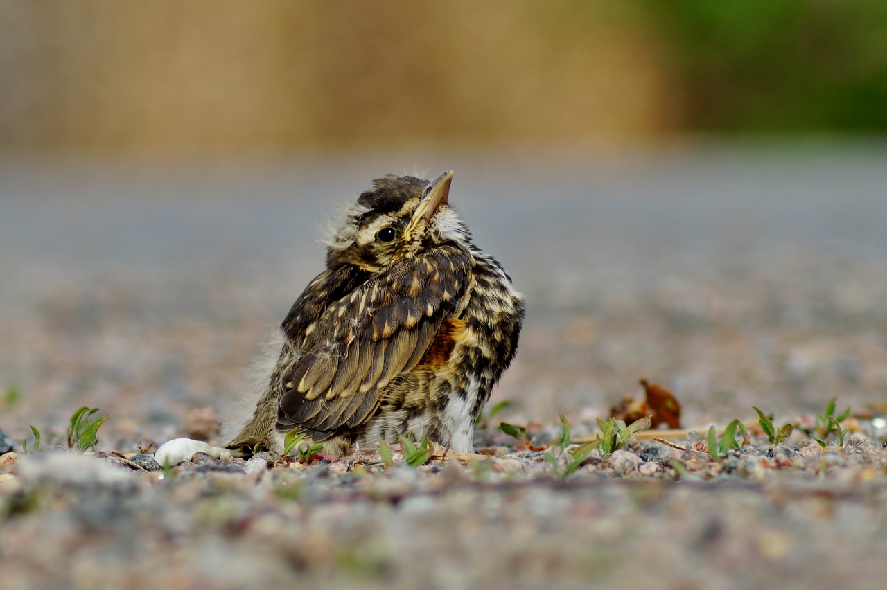 Valokuvaaja: Maarit Siitonen
