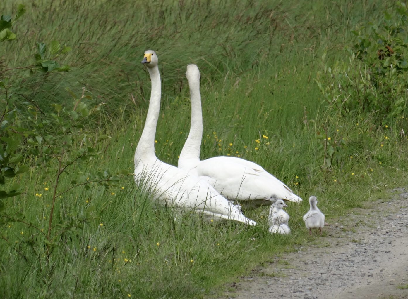 Valokuvaaja: Liisa Niiva-Korpela