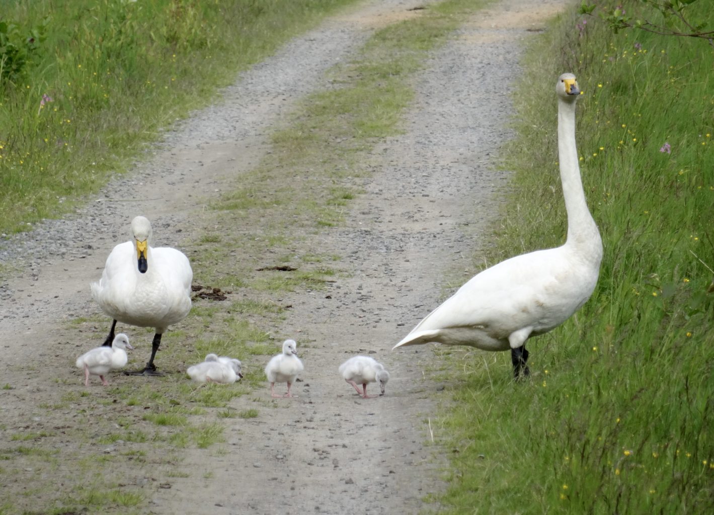Valokuvaaja: Liisa Niiva-Korpela