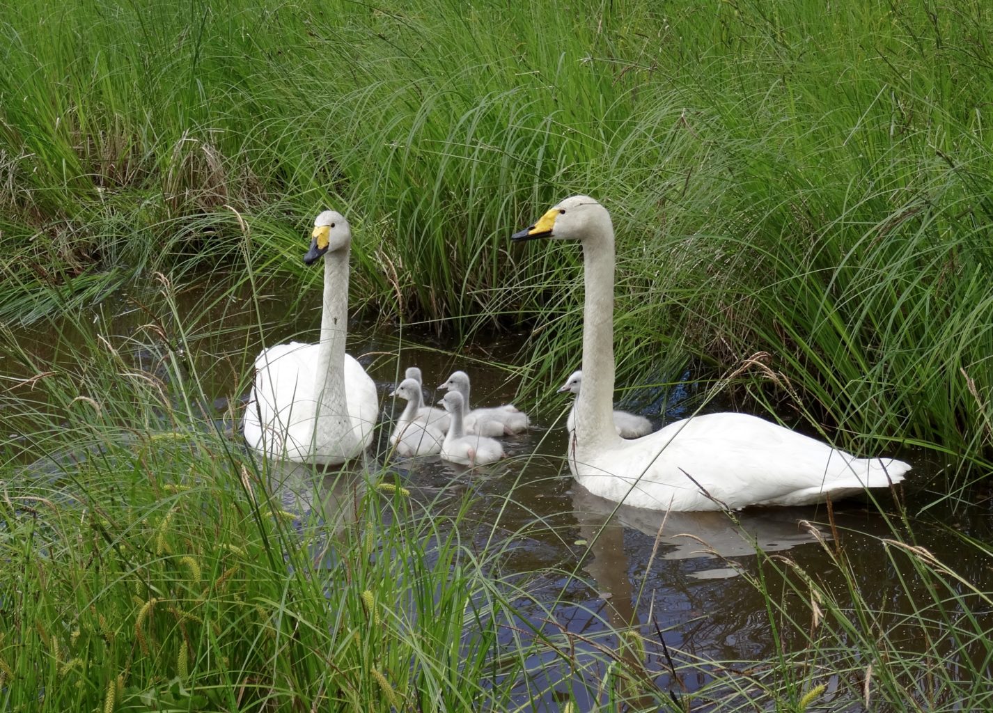 Valokuvaaja: Liisa Niiva-Korpela