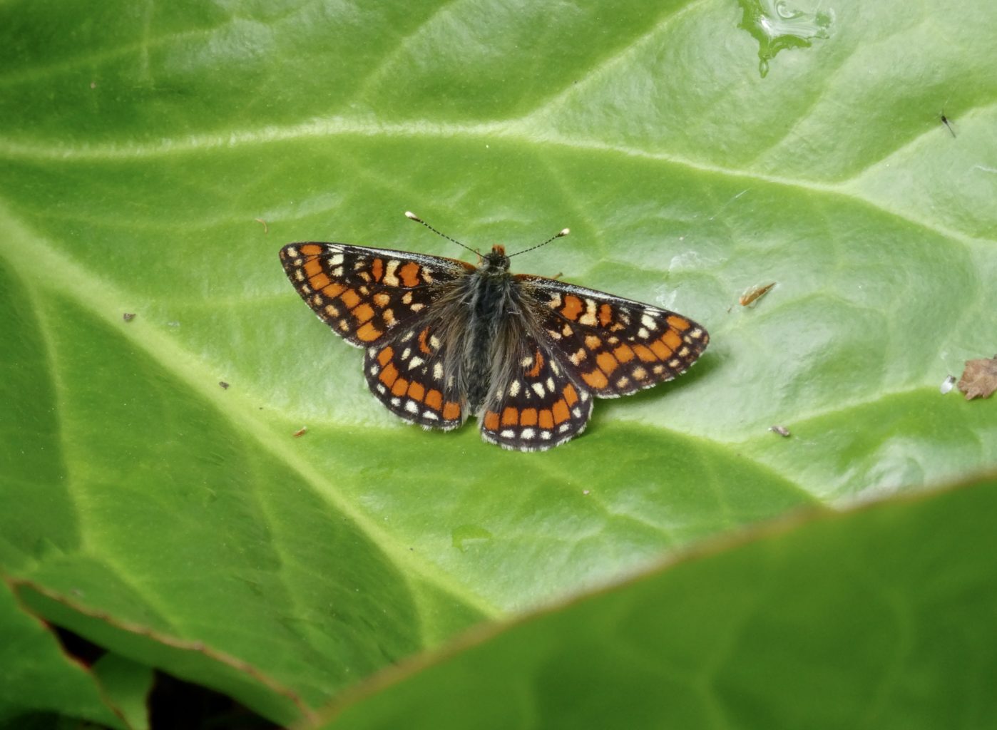 Valokuvaaja: Liisa Niiva-Korpela