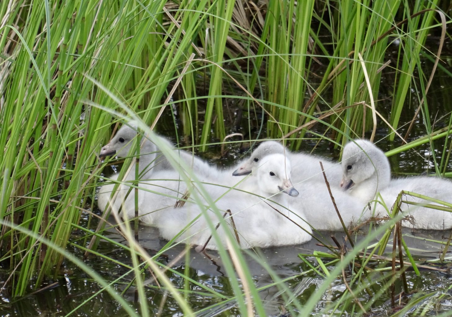 Valokuvaaja: Liisa Niiva-Korpela Valokuvaaja: Liisa Niiva-Korpela