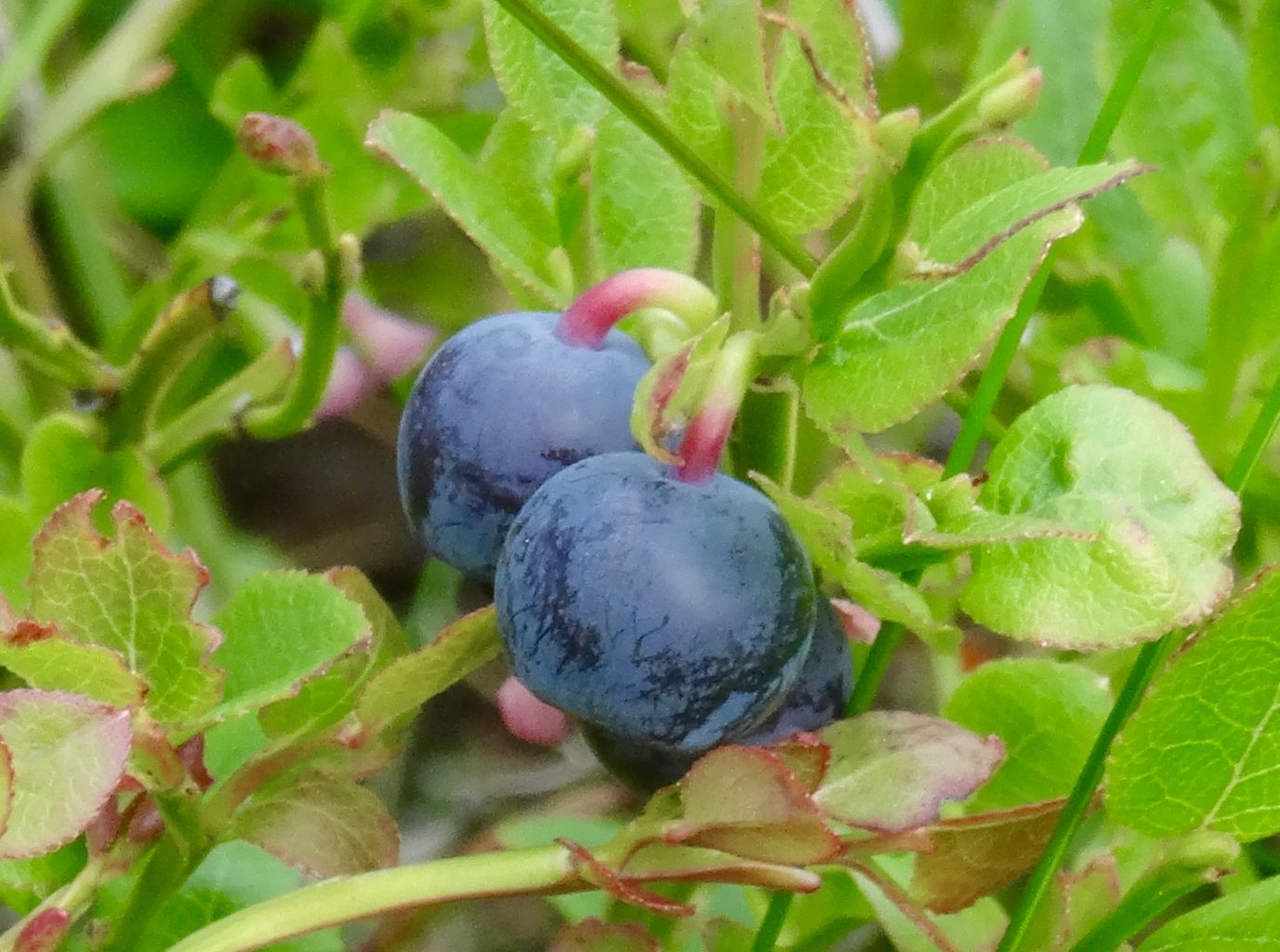 Valokuvaaja: Liisa Niiva-Korpela