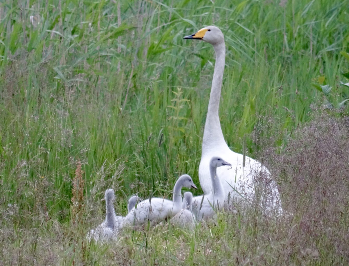 Valokuvaaja: Liisa Niiva-Korpela