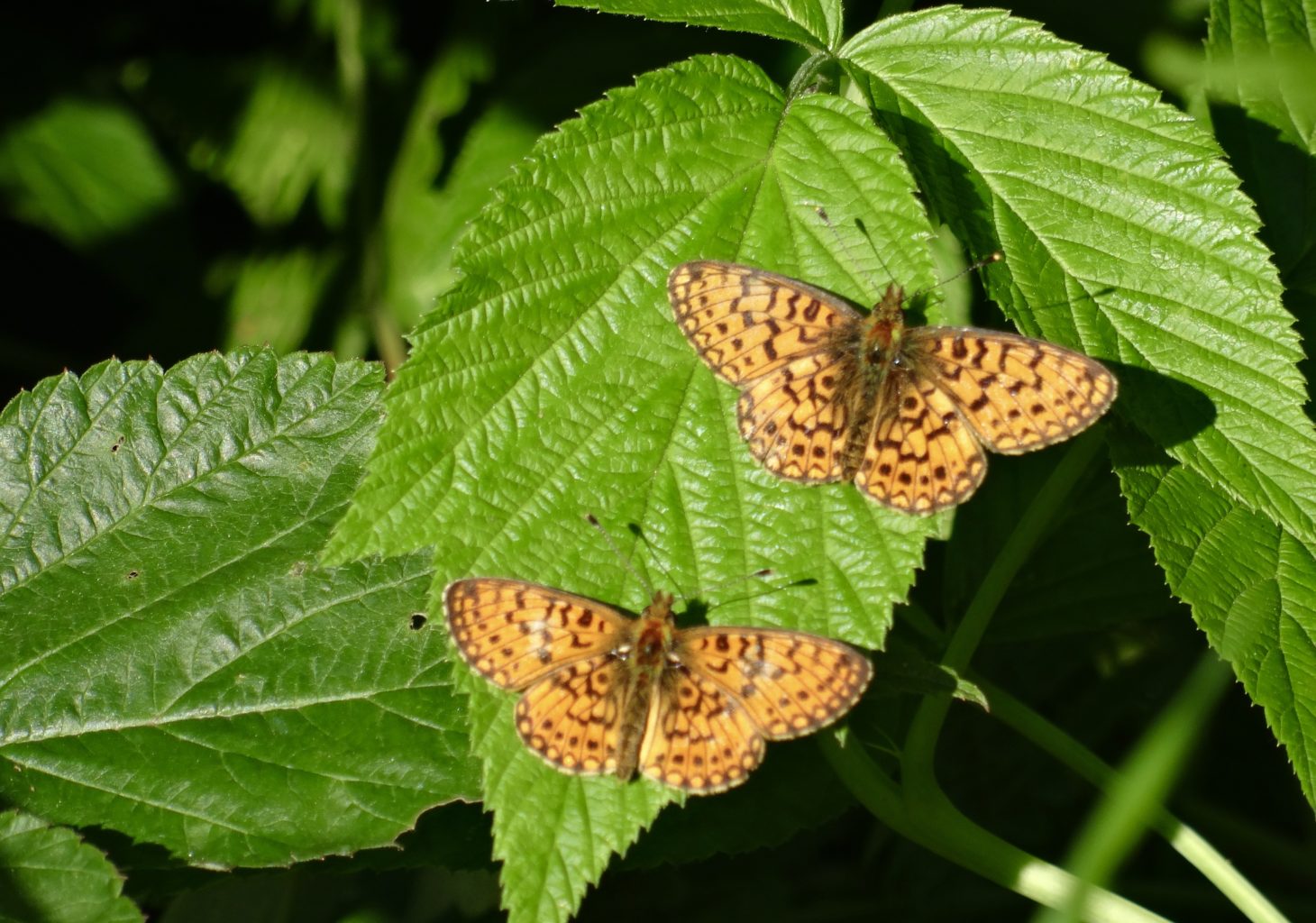 Valokuvaaja: Liisa Niiva-Korpela