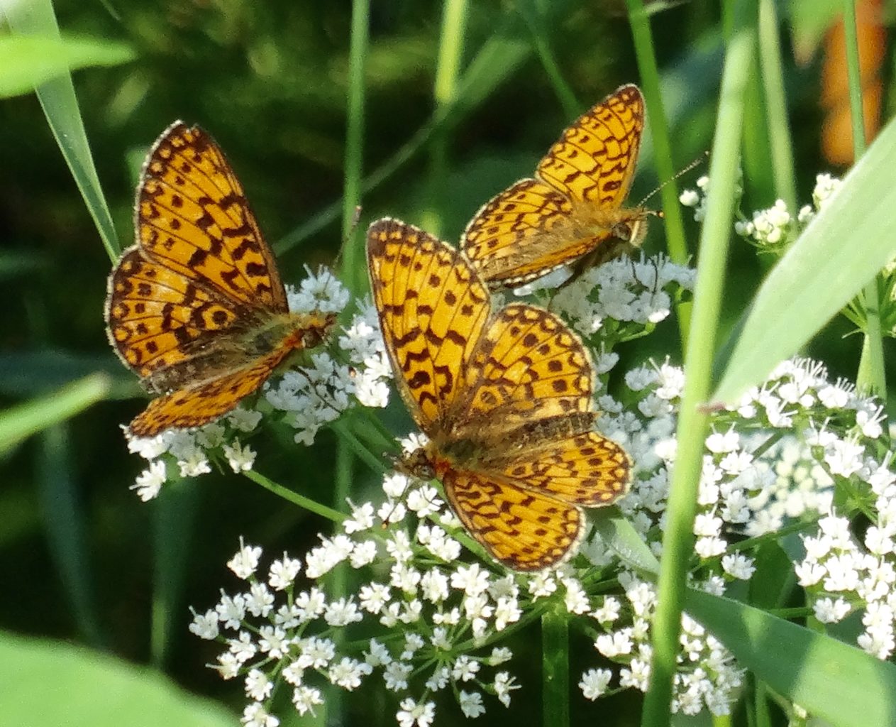 Valokuvaaja: Liisa Niiva-Korpela