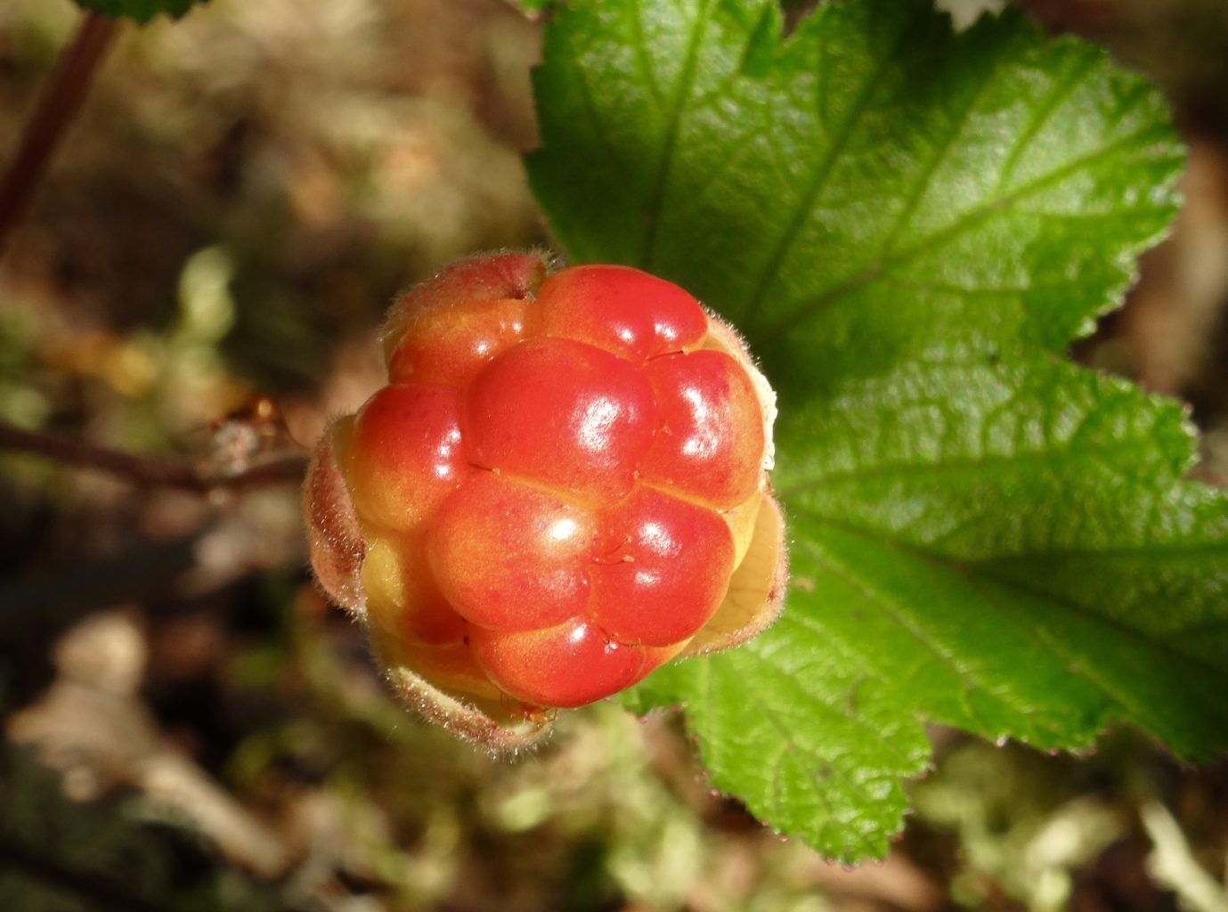 Valokuvaaja: Liisa Niiva-Korpela Valokuvaaja: Liisa Niiva-Korpela