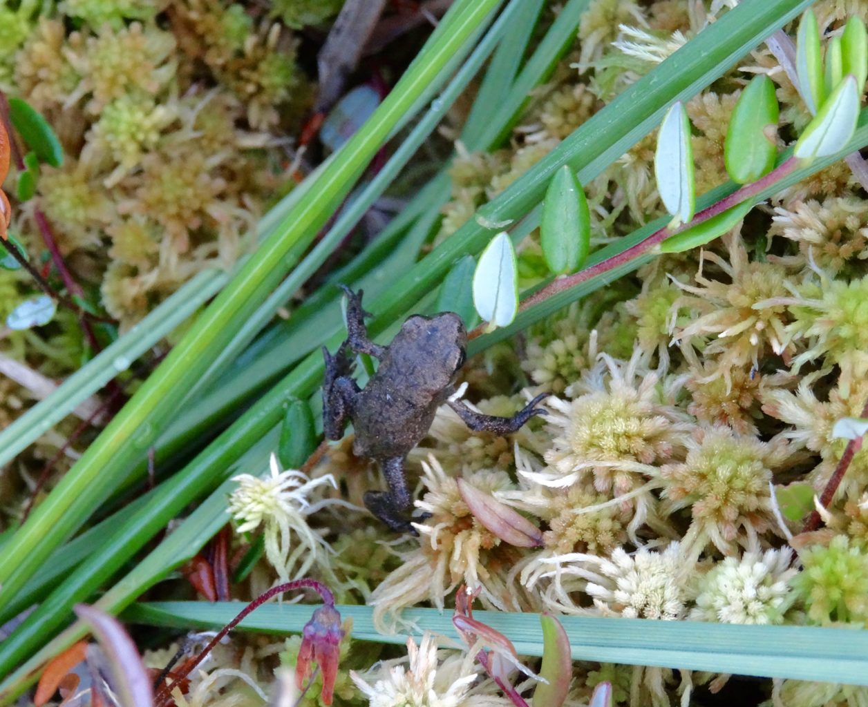 Valokuvaaja: Liisa Niiva-Korpela