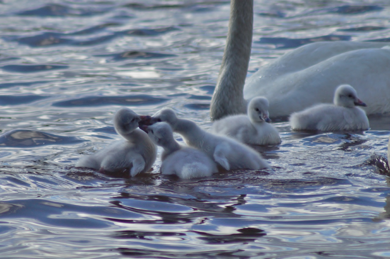 Valokuvaaja: Maarit Siitonen
