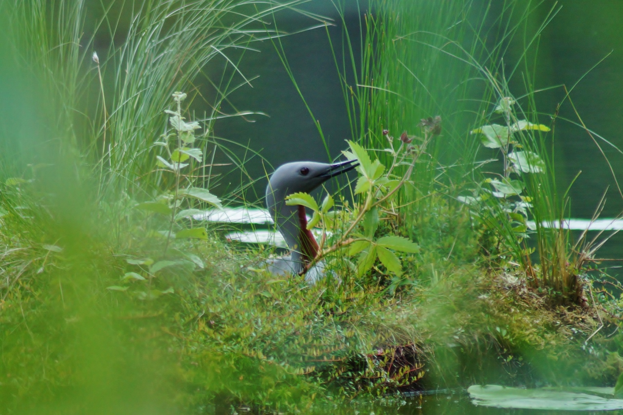 Valokuvaaja: Maarit Siitonen