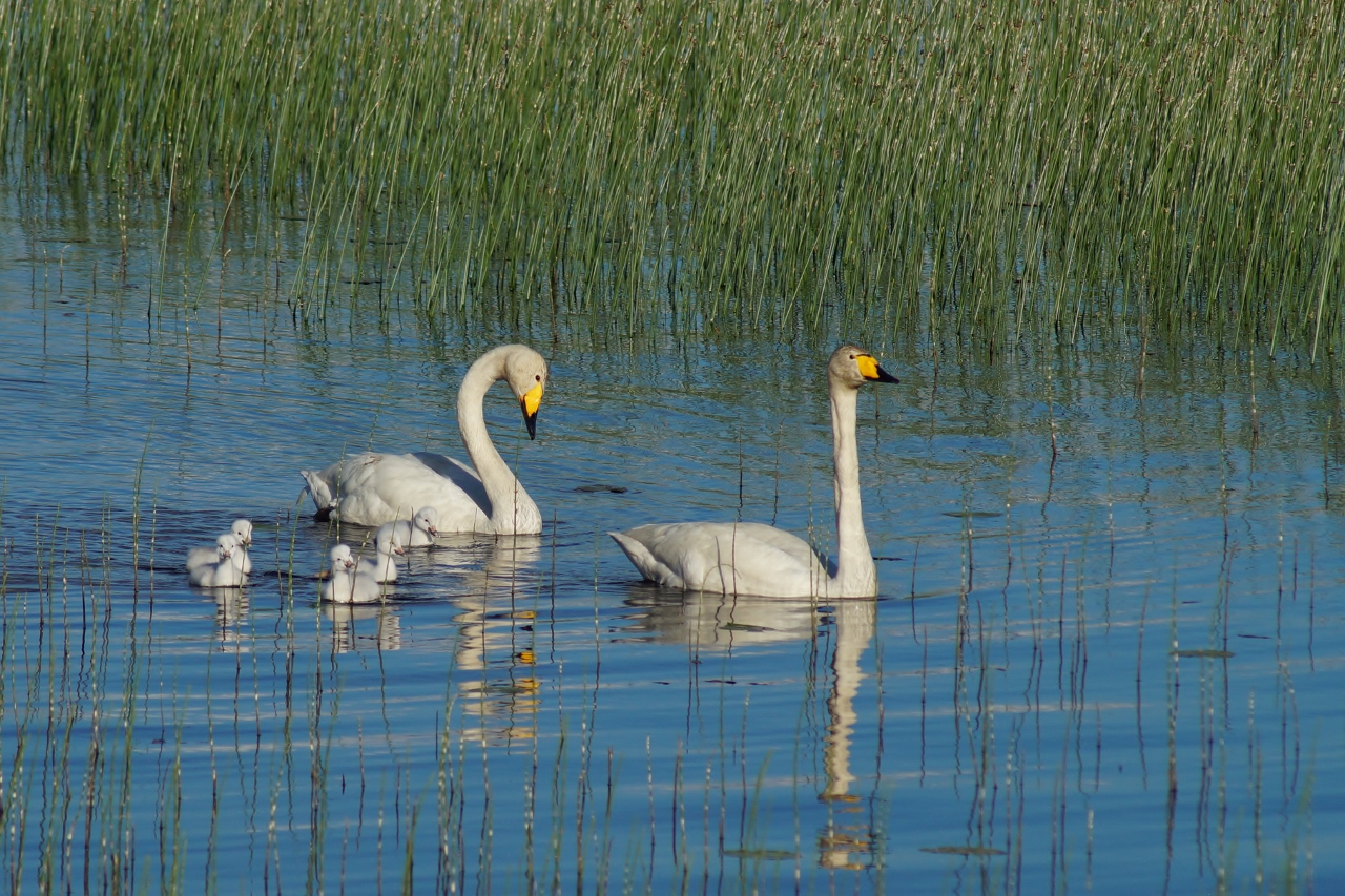 Valokuvaaja: Maarit Siitonen Valokuvaaja: Maarit Siitonen