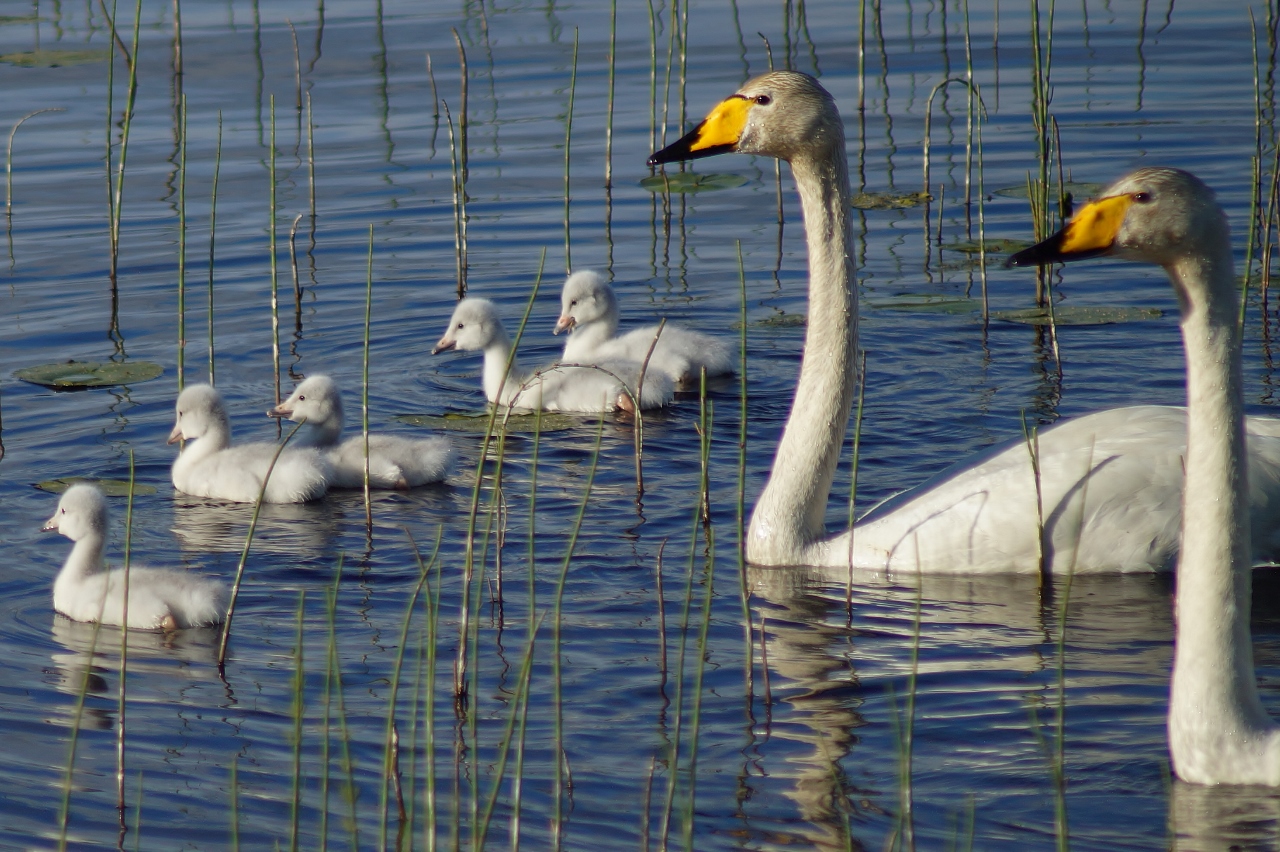 Valokuvaaja: Maarit Siitonen