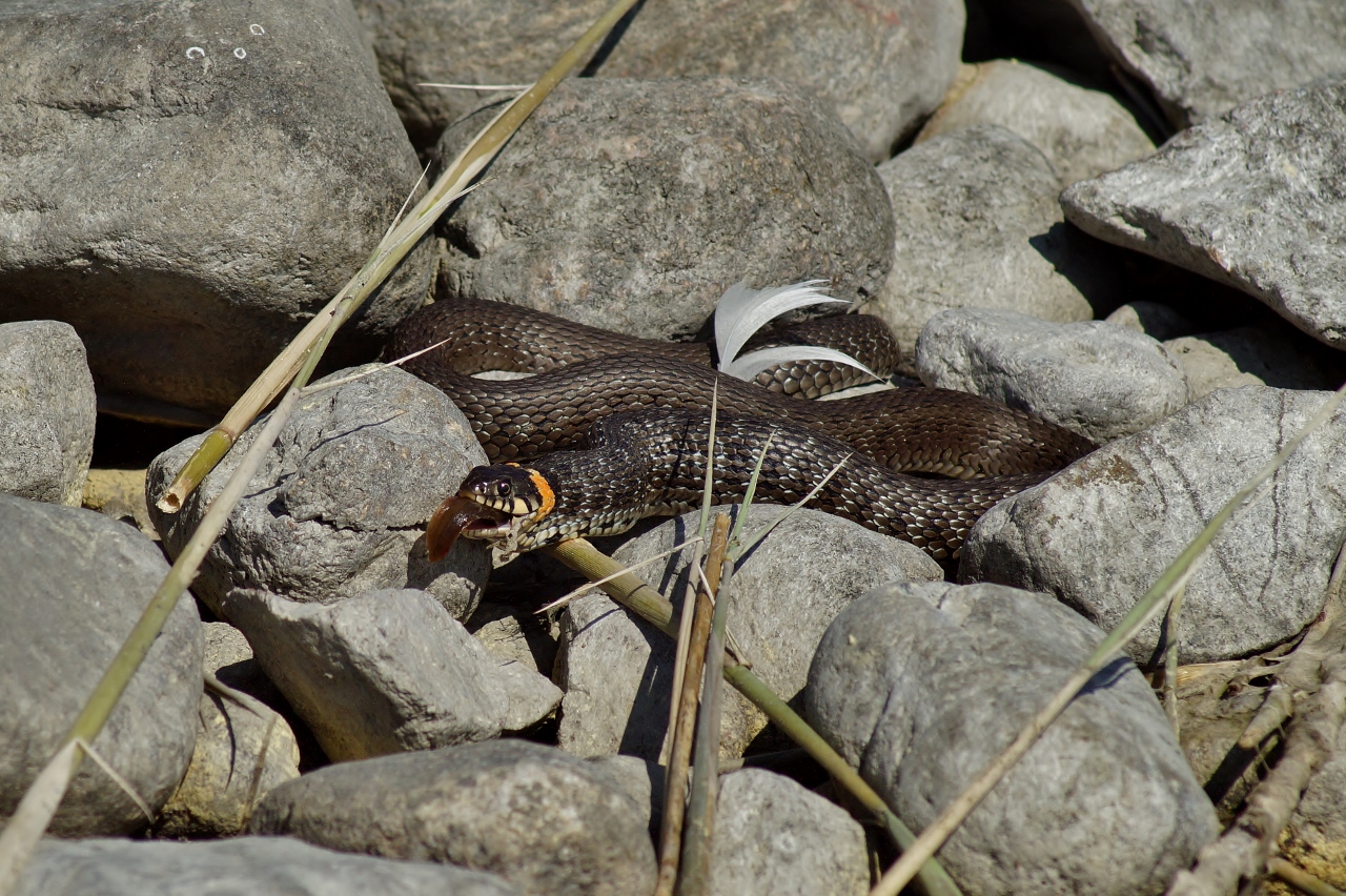Valokuvaaja: Maarit Siitonen