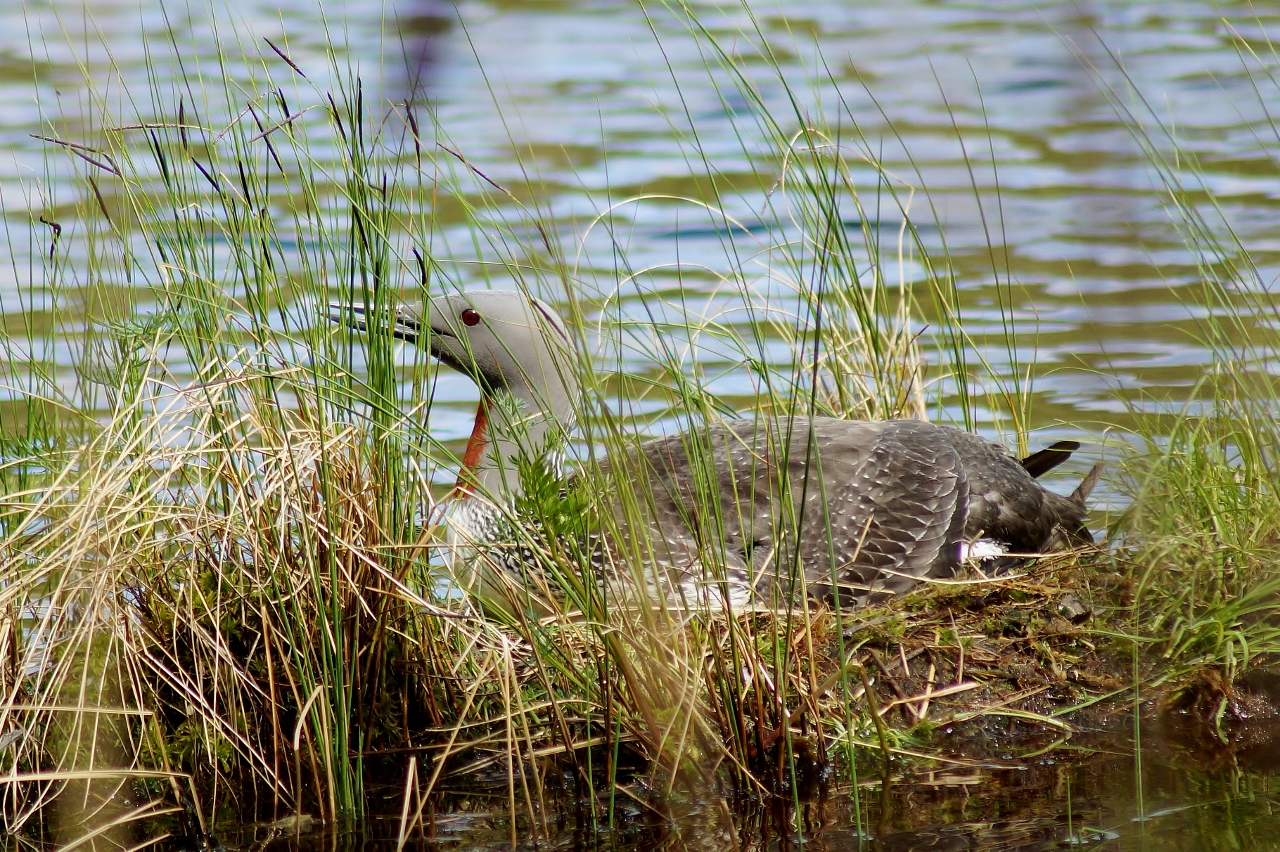 Valokuvaaja: Maarit Siitonen