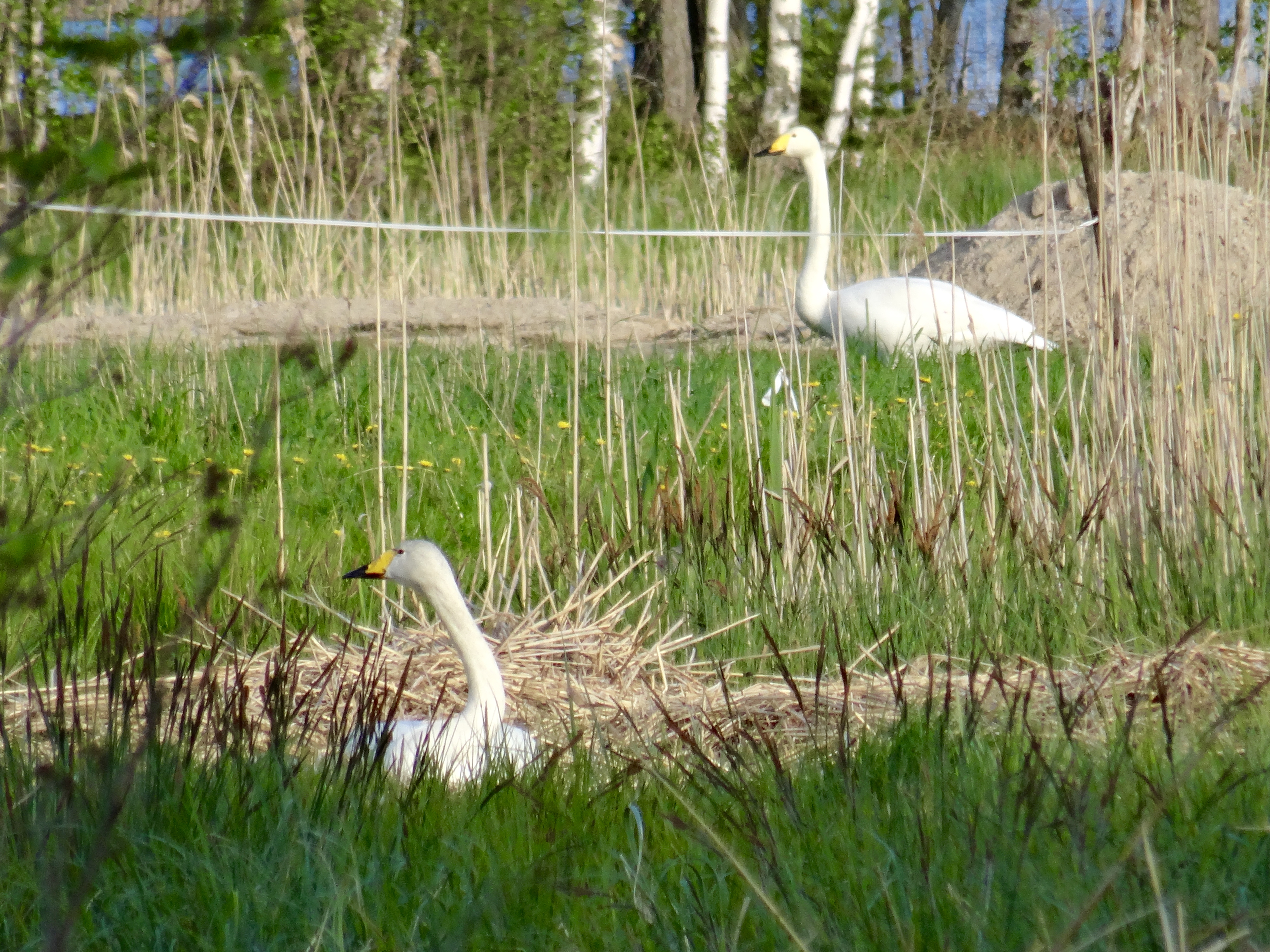 Valokuvaaja: Liisa Niiva-Korpela
