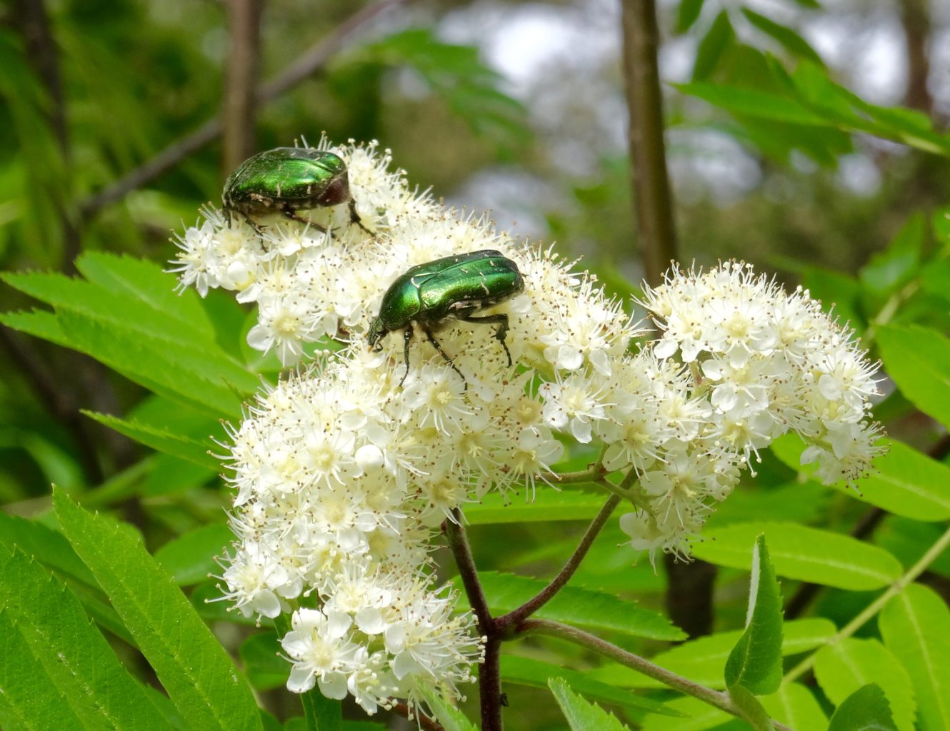 Valokuvaaja: Liisa Niiva-Korpela