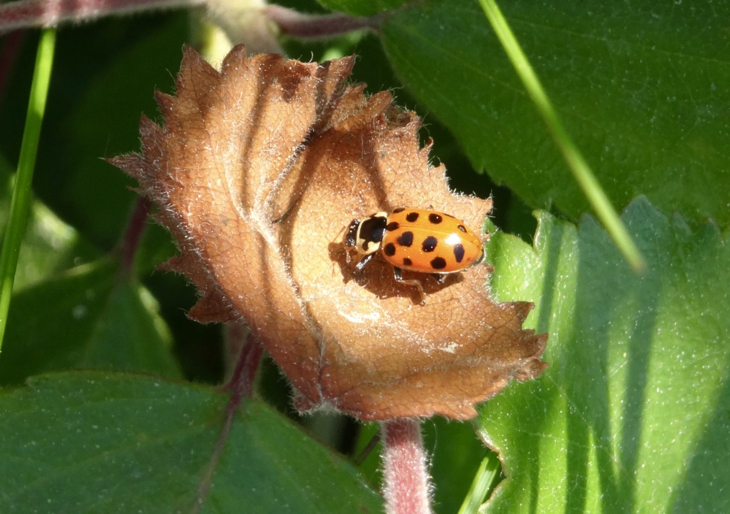 Valokuvaaja: Liisa Niiva-Korpela
