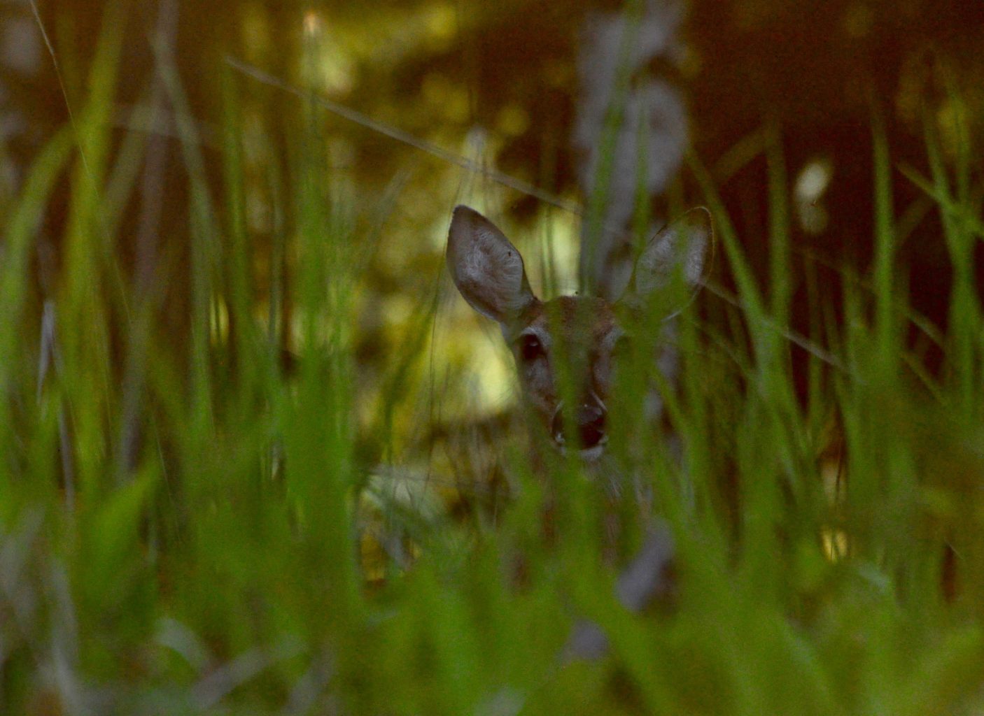 Valokuvaaja: Jenni merilä