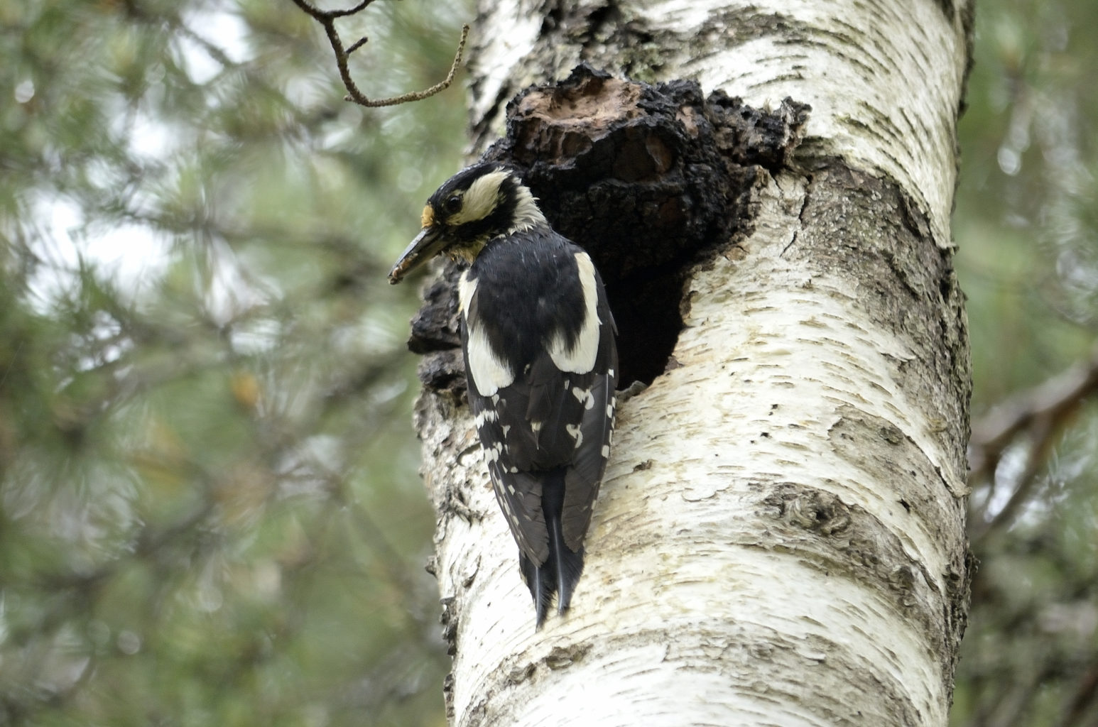 Valokuvaaja: Rauno Mäkinen
