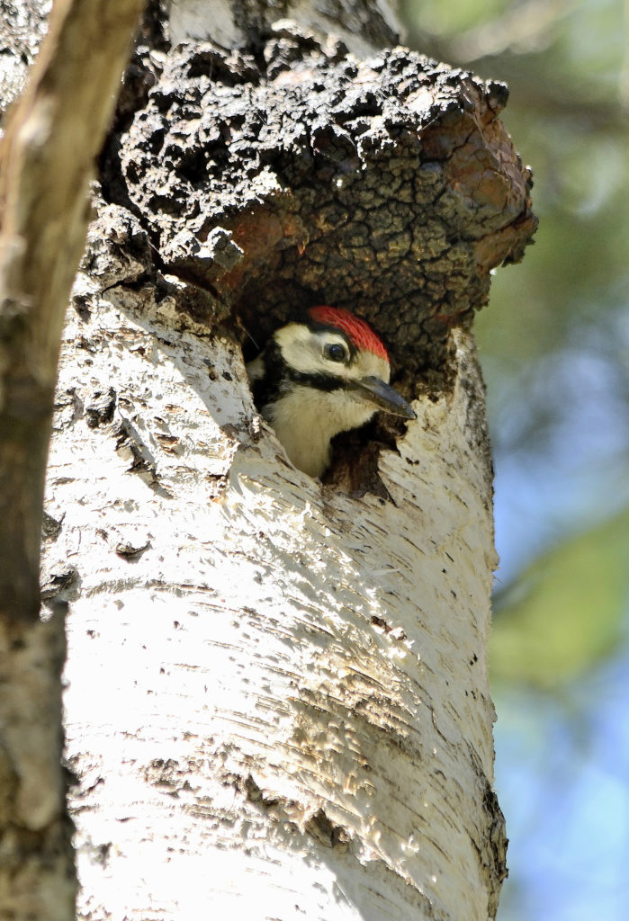 Valokuvaaja: Rauno Mäkinen