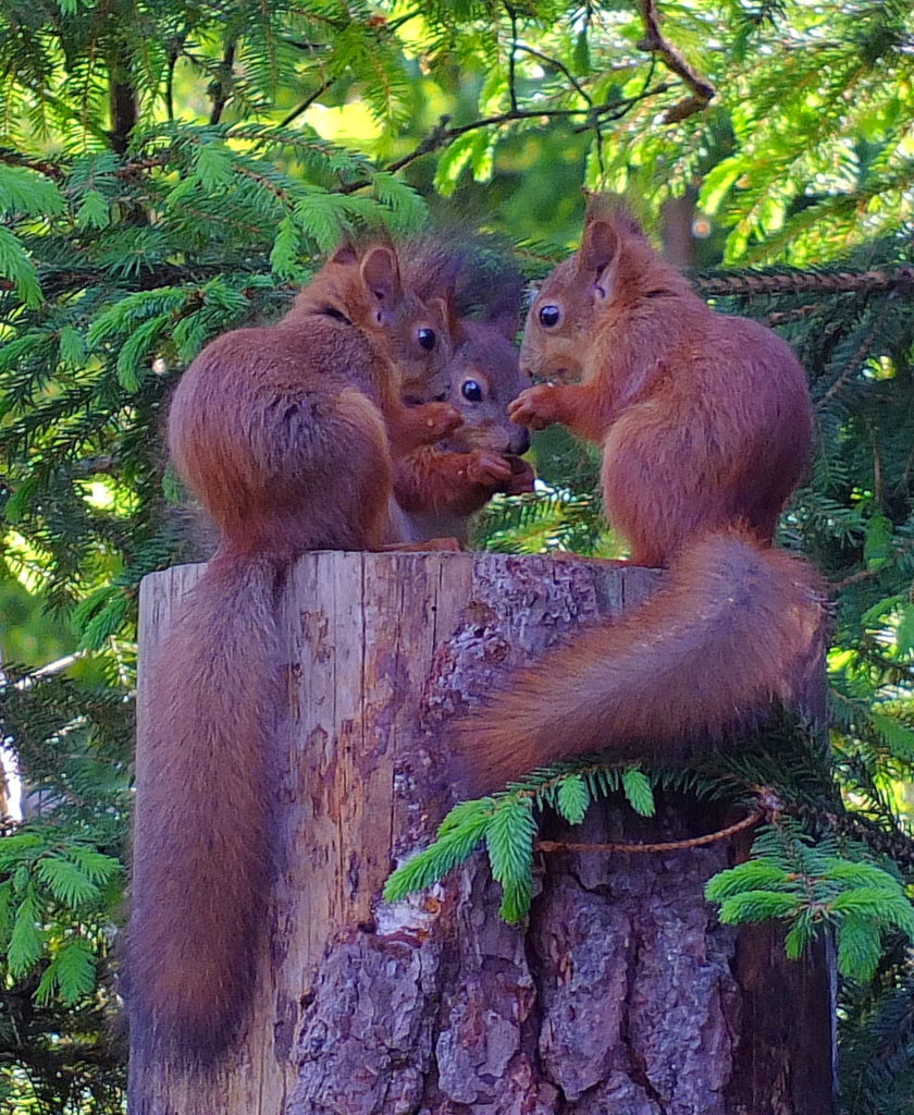 Valokuvaaja: Hannu Rasiranta